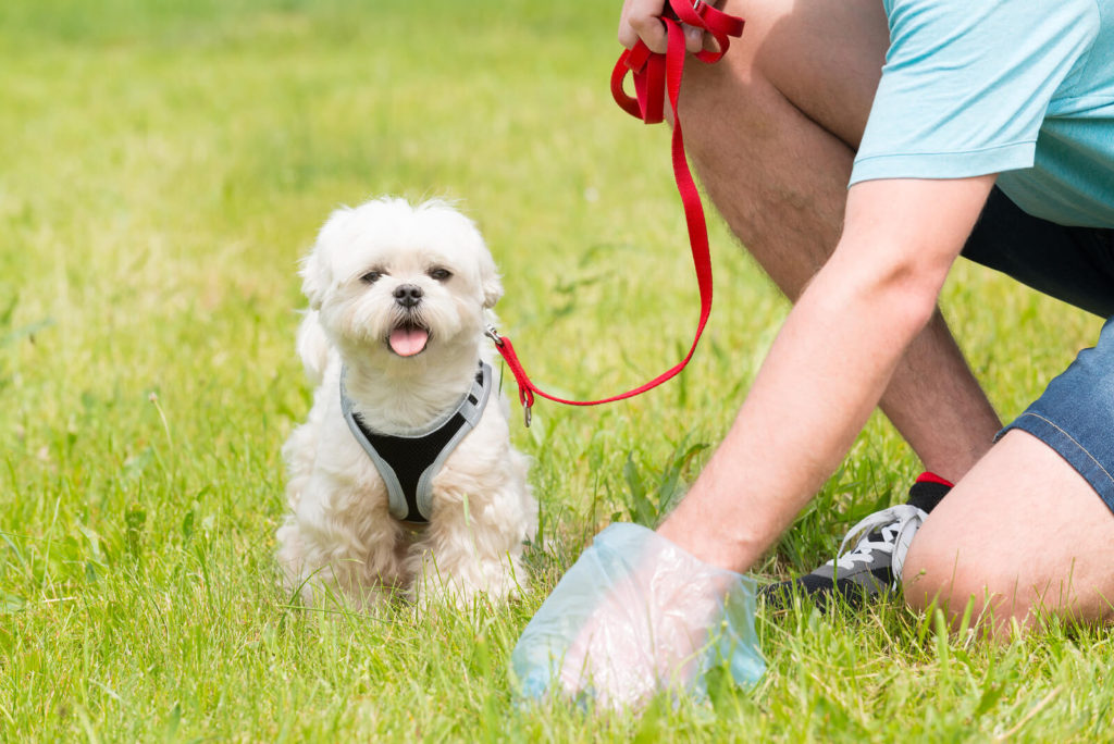 owner picking up dog poop next to a dog