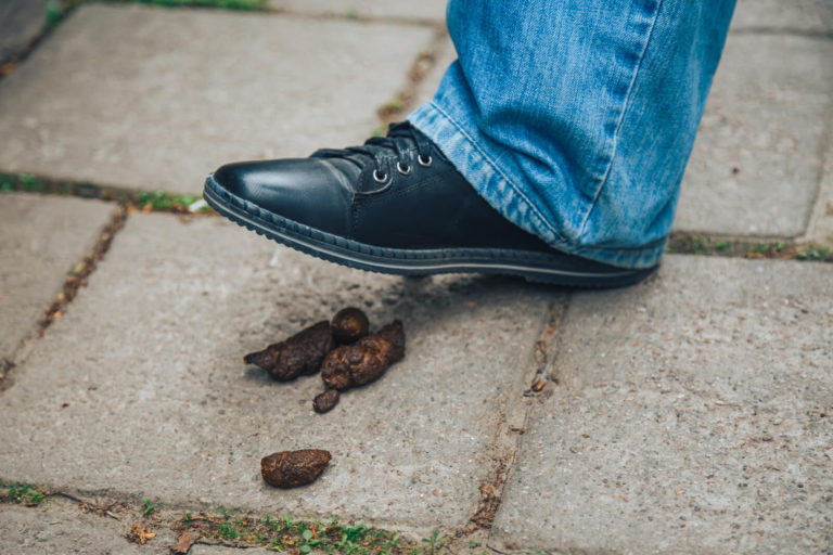 How to Remove Dog Poop from Your Shoe Scoop Troop