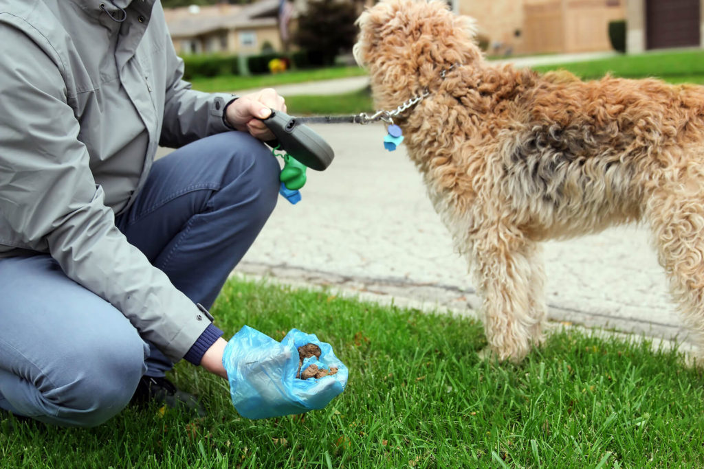 Man picking up dog poop and examining it