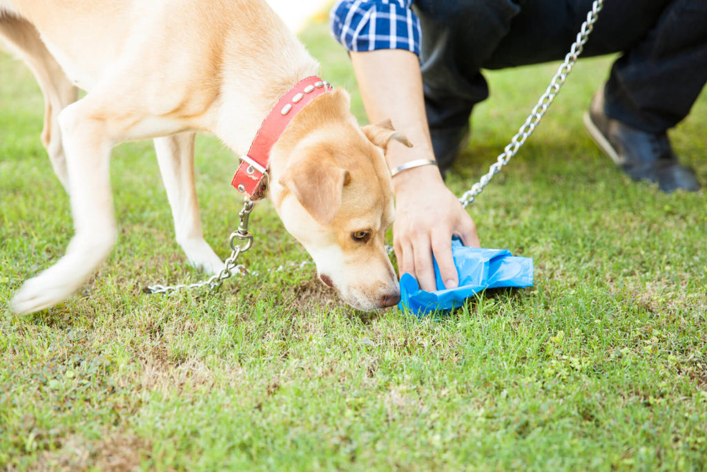 dog poop cleaning service near me