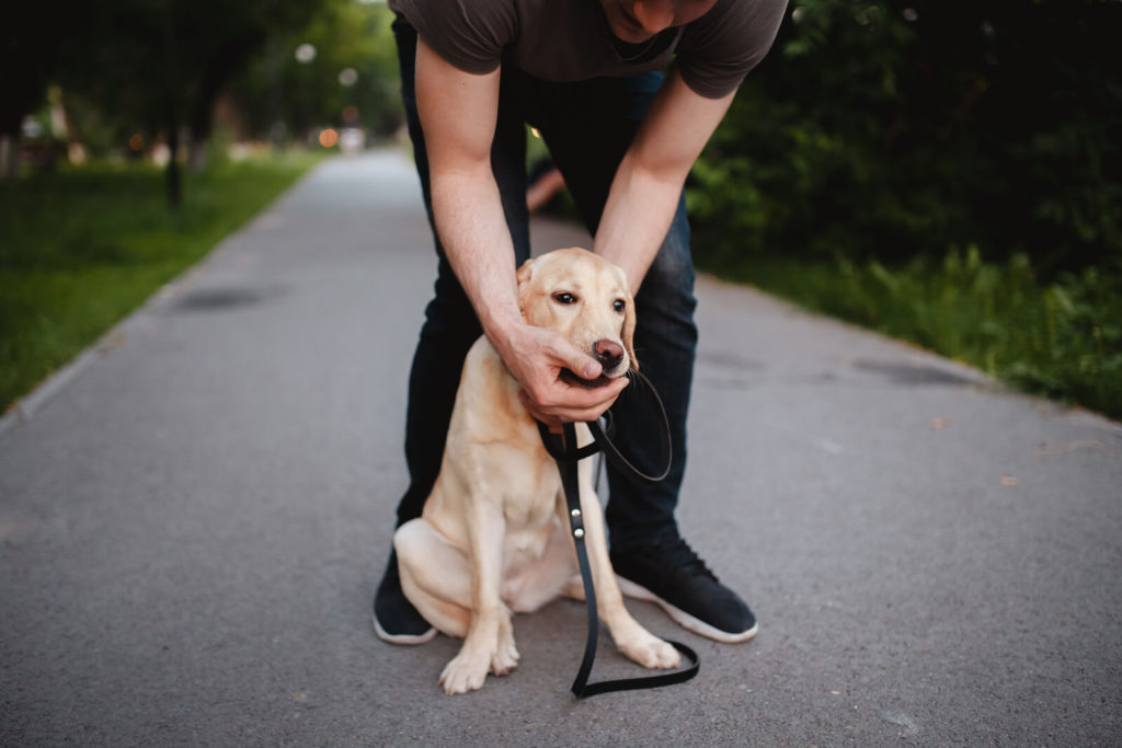 man pulling something out of a dog's mouth