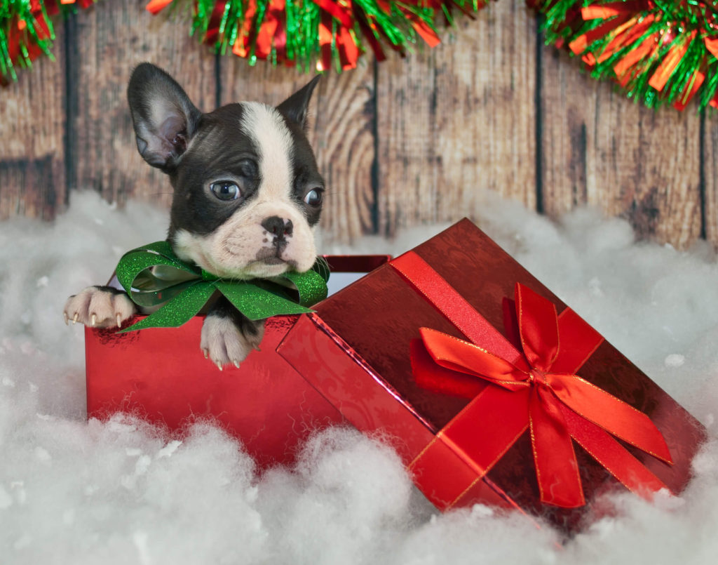 Puppy in a gift box with wrapping paper and a bow