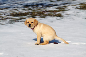 puppy pooping in the snow
