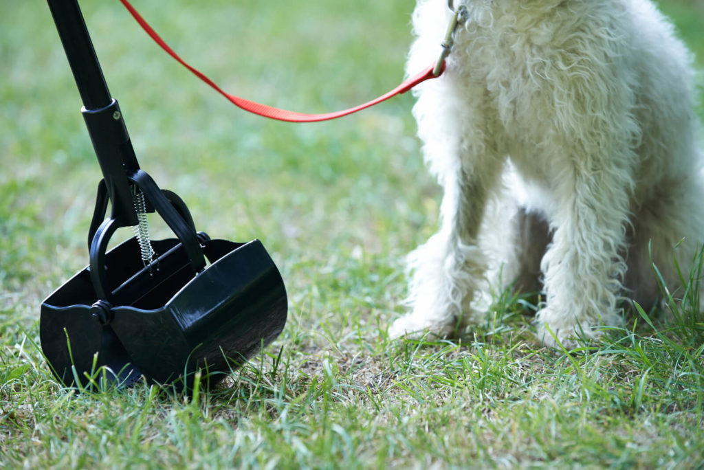 a pooper scooper and a dog sitting on the grass