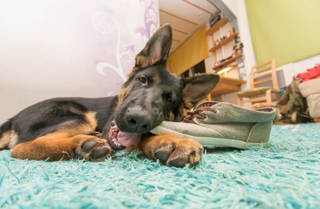 a german shepard puppy eating a shoe