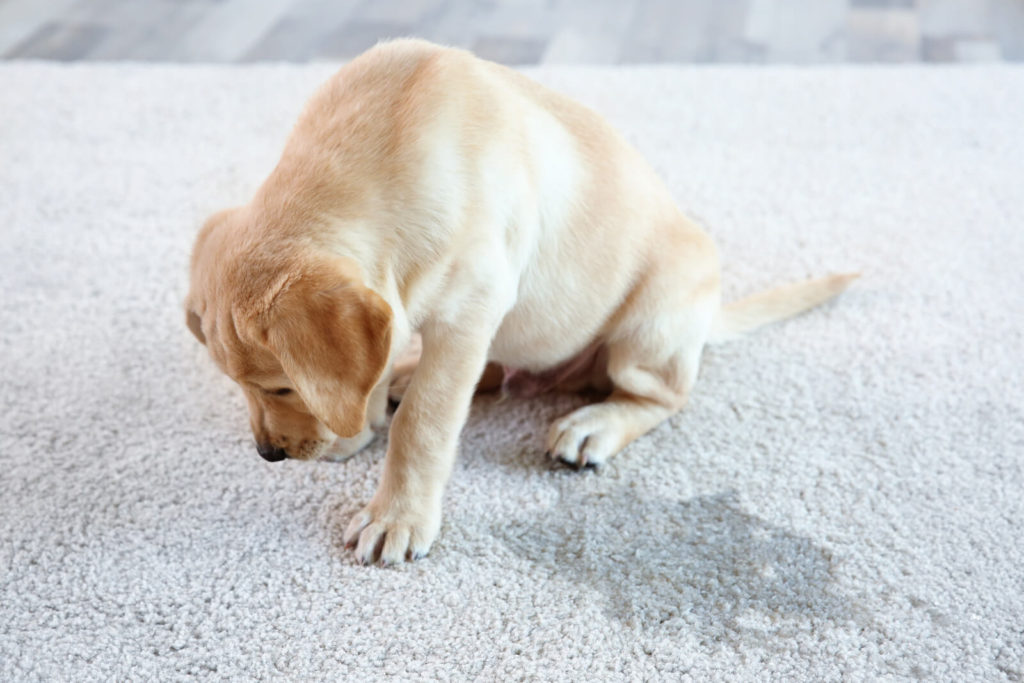 puppy next to a wet spot on the carpet.