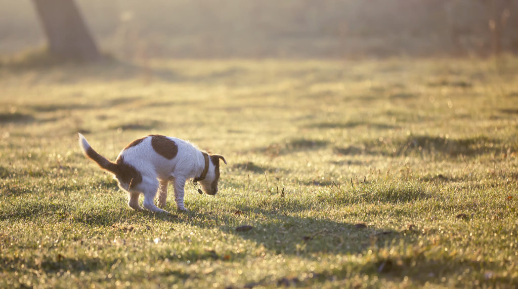 a dog pooping in a field