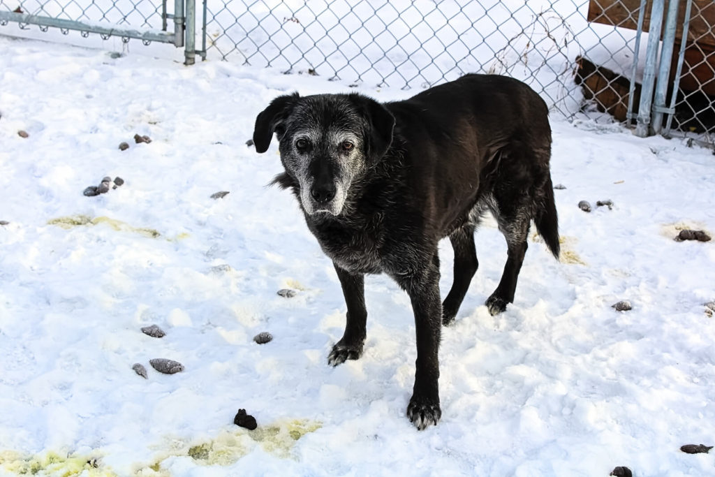 dog standing in a neglected yard full of dog poop