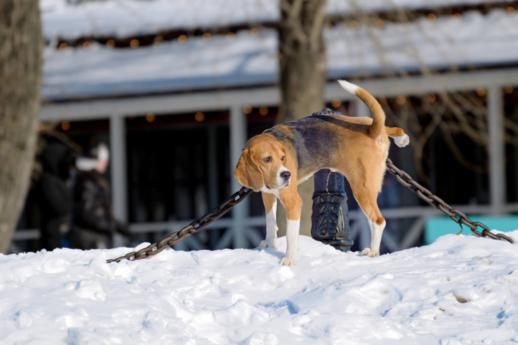 dog peeing in the snow