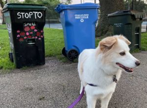 collie in front of trash bins